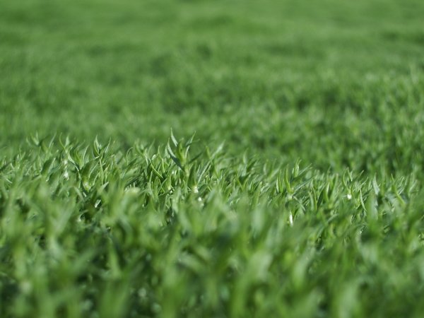 Macro shot of grass