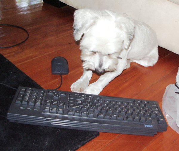 My dog staring at a keyboard