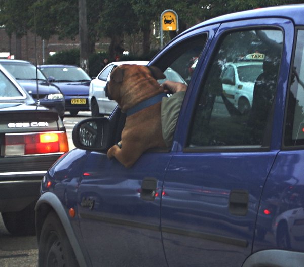 A dog leaning out the window, as though resting on its arm