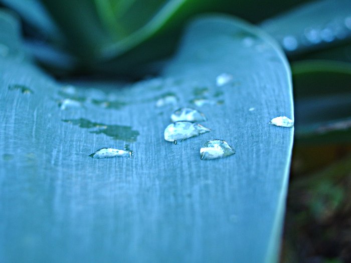 Photo: Water droplets formed on a leaf after a storm passes