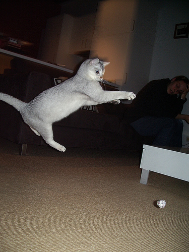 Ninja cat goes crazy over aluminium foil ball